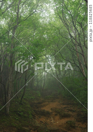 パワースポット御岩山。雨上がりの森は霧に包まれ、吸い込まれそうな神秘的な雰囲気が漂っていた。 118825685