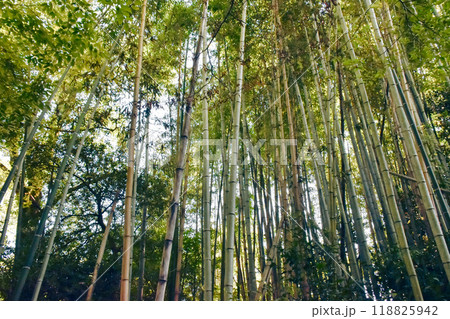 竹林 竹林 118825942