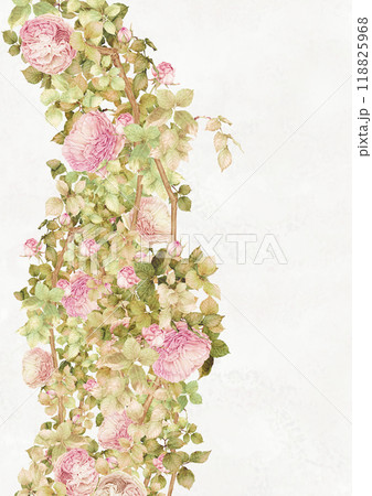 秋に咲くピンクのつる薔薇 118825968