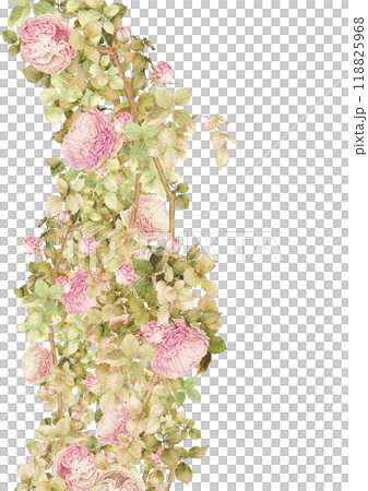 Pink climbing roses blooming in autumn Pink climbing roses blooming in autumn 118825968