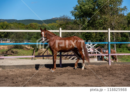A brown horse stands in a stall 118825988