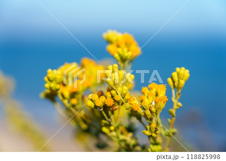 Close up of yellow flowers with the ocean in the background Close up of yellow flowers with the ocean in the background 118825998