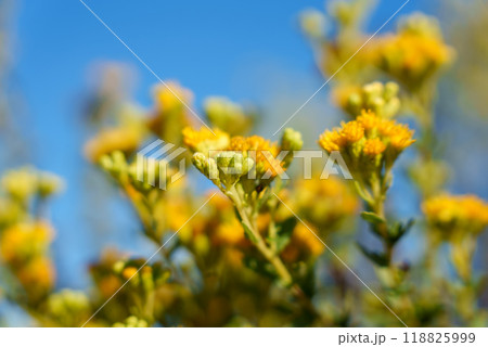 Close up of vibrant yellow flowers against a bright blue sky Close up of vibrant yellow flowers against a bright blue sky 118825999