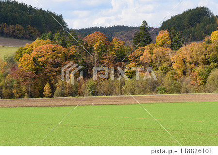 秋晴れの美瑛の紅葉 118826101