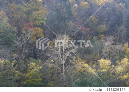秋の富良野の紅葉 118826133
