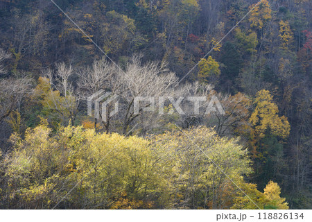 秋の富良野の紅葉 秋の富良野の紅葉 118826134