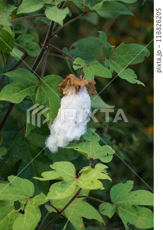 ワタノキ・2024年9月 118826205