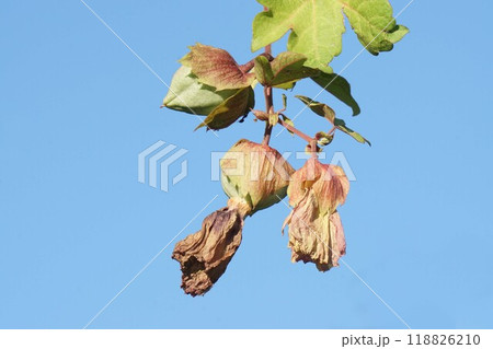 ワタノキ・2024年9月 118826210