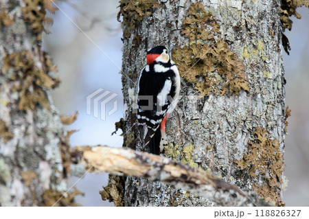 木の幹をドラミングするアカゲラ 木の幹をドラミングするアカゲラ 118826327