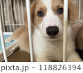 ケージの中からカメラ目線をする赤ちゃんコーギー 118826394