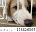 ケージの中で何かを考えている赤ちゃんコーギー 118826395