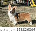 公園の芝生でカメラ目線するコーギー 118826396