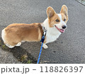 朝の散歩で飼い主の指示を聞くコーギー 118826397