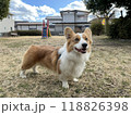 公園の芝生で飼い主の話を聞いているコーギー 118826398