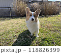 緑の芝生で散歩する犬・コーギー 118826399