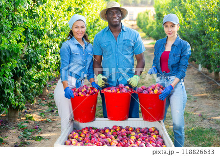 Farmers posing with harvested plums in orchard Farmers posing with harvested plums in orchard 118826633