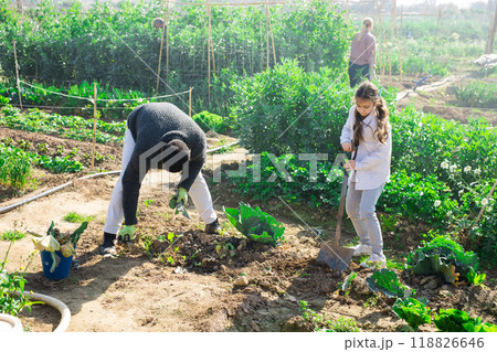 Multinational family work in the vegetable garden 118826646