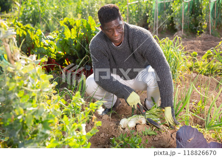 African farmer harvesting green onion 118826670