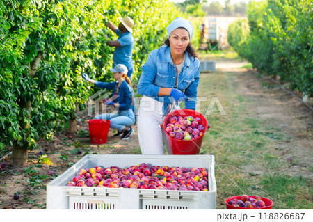 Asian woman gardener bulking plums into the crate 118826687