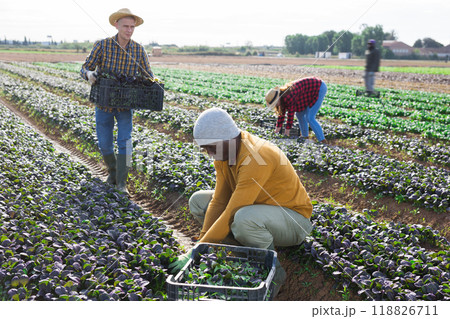 Group of farm workers picking harvest of red canonigos 118826711
