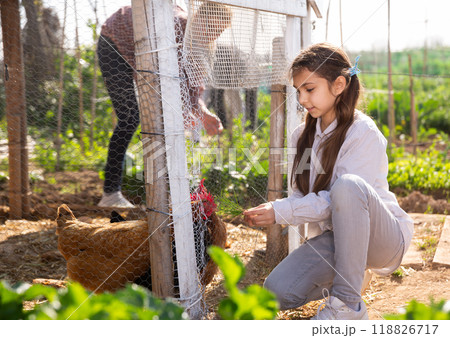 Little girl feeding chickens Little girl feeding chickens 118826717