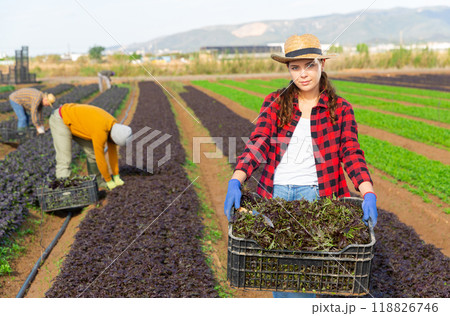 Woman farmer carrying box with picked komatsuna 118826746