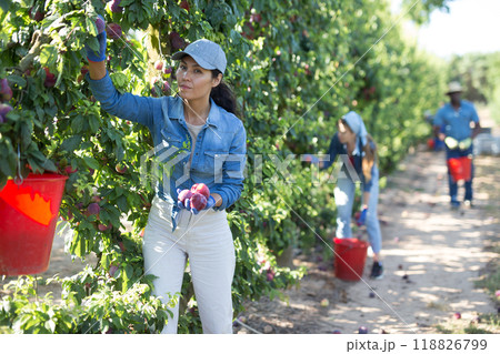 Hardworking asian woman plucks ripe plums from a tree 118826799