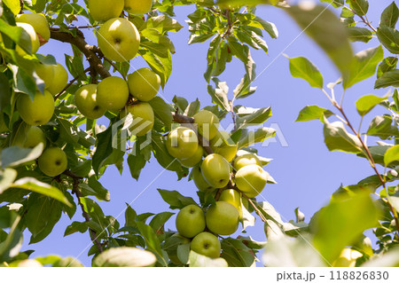 Ripe golden delicious apples hanging from branches 118826830