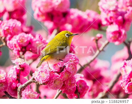 紅梅にメジロ 118826957