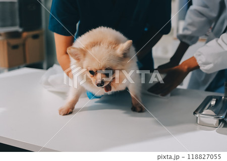 Closeup shot of veterinarian hands checking dog by stethoscope in vet clinic Closeup shot of veterinarian hands checking dog by stethoscope in vet clinic 118827055