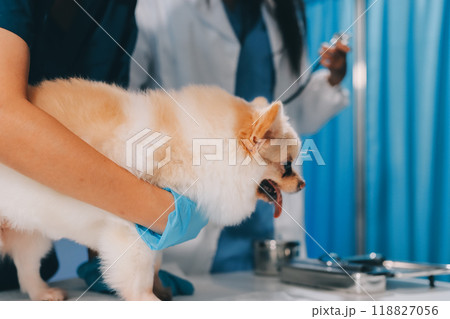 Closeup shot of veterinarian hands checking dog by stethoscope in vet clinic Closeup shot of veterinarian hands checking dog by stethoscope in vet clinic 118827056