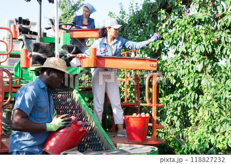 Three farmers collect ripe plums from a tree 118827232