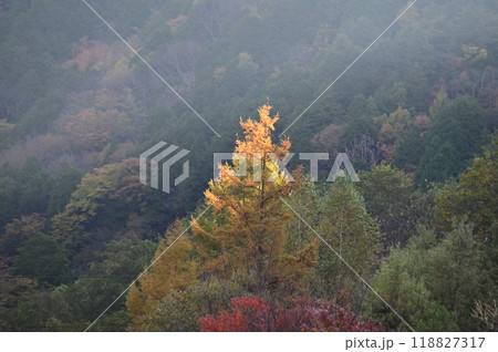 紅葉したカラ松を照らす朝の陽ざし 118827317