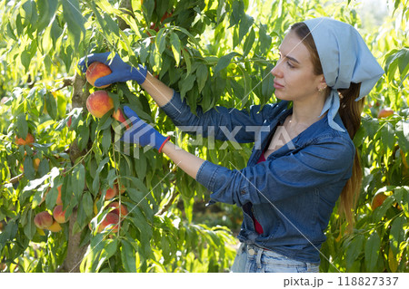 Young female farmer harvesting ripe peaches in orchard Young female farmer harvesting ripe peaches in orchard 118827337