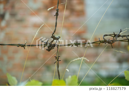 Rusty barbed wire close-up with blurred brick wall background Rusty barbed wire close-up with blurred brick wall background 118827579