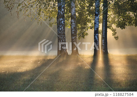 Misty morning sunlight streaming through birch trees in a serene forest, creating a tranquil scene 118827584