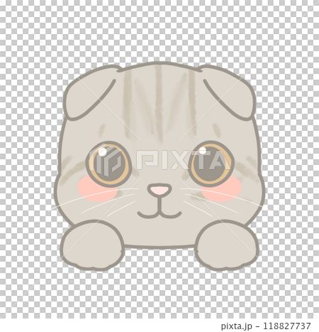 スコティッシュフォールドのイラスト 118827737