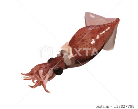 ホタルイカ（ボイル）1匹） 118827789