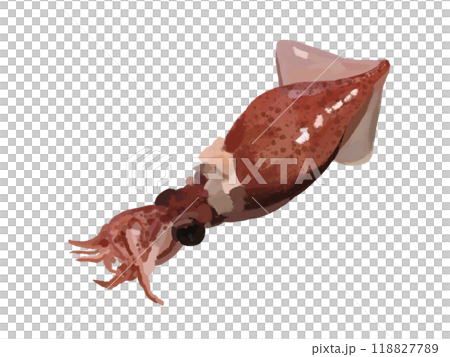 ホタルイカ（ボイル）1匹） 118827789