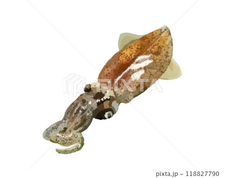 ホタルイカ(生)1匹) ホタルイカ(生)1匹) 118827790