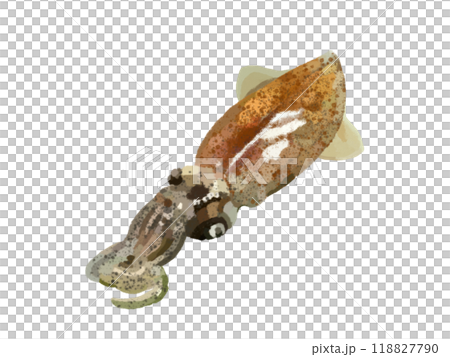 ホタルイカ(生)1匹) ホタルイカ(生)1匹) 118827790