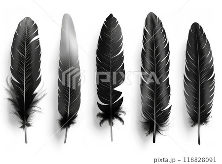 様々なスタイルの黒い羽 様々なスタイルの黒い羽 118828091