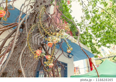 ホウガンの木 ホウガンの木 118828165