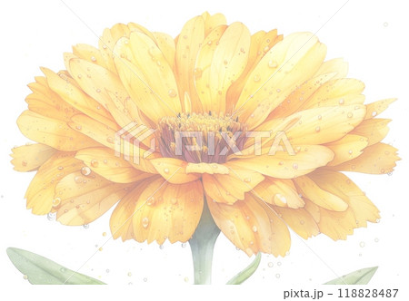 キンセンカの花の複雑なイラスト 118828487