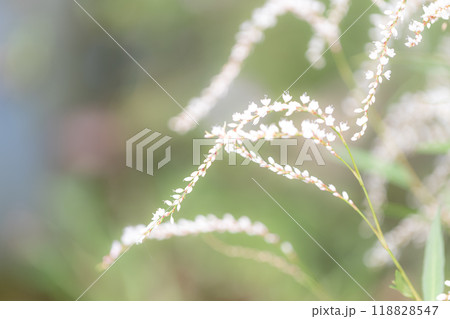 シロバナサクラタデ 118828547