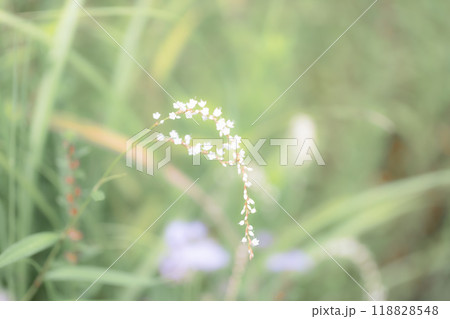 シロバナサクラタデ 118828548