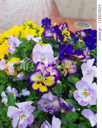 花 花壇 色彩豊かな花 フラワー 花 花壇 色彩豊かな花 フラワー 118828924