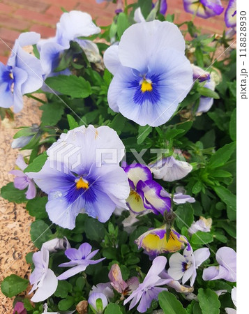 水色の花　花　花びら　花壇 118828930