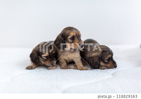 仔犬　カニンヘンダックスフンド 118829163