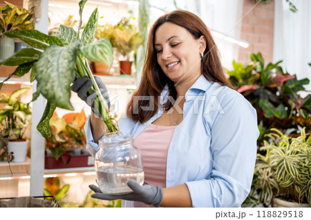 Woman gardener replanting aglaonemas in ceramic pots indoor home garden hobby closeup 118829518